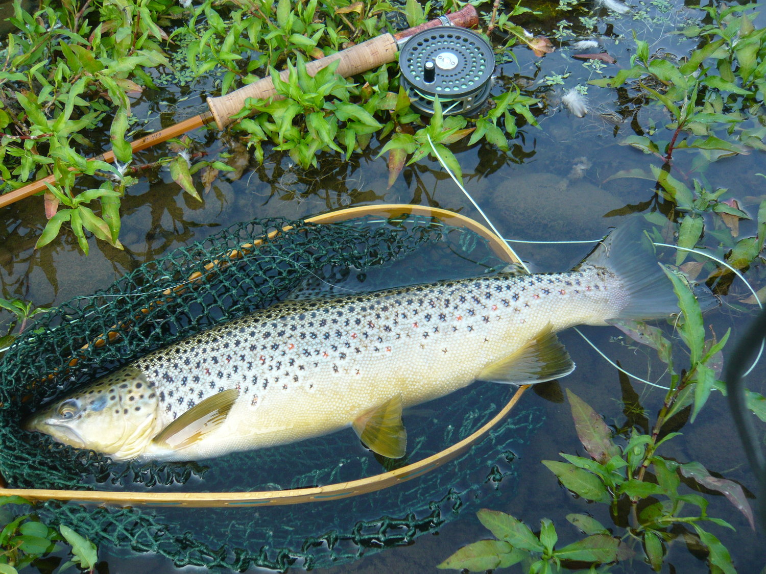 Brown trout of this size and larger can now be fished in Catskill rivers during the fall.